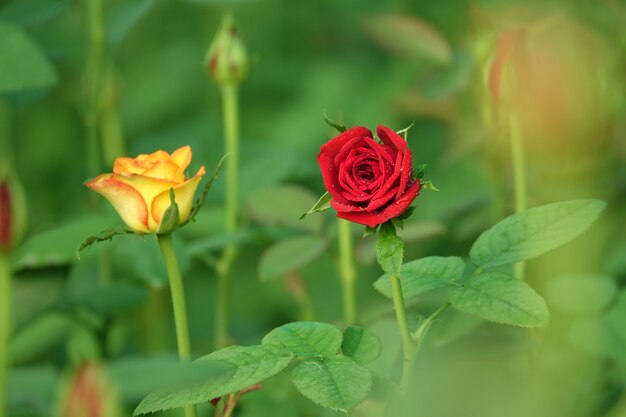 Defocused 배경으로 빨간색과 노란색 꽃