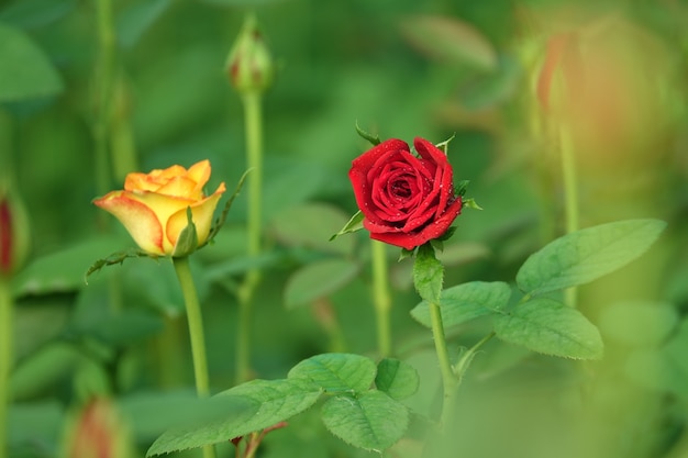 Defocused 배경으로 빨간색과 노란색 꽃