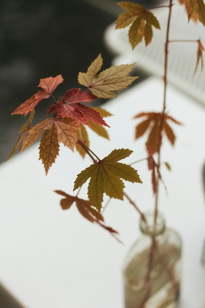 Red and yellow maple leaves in a vase