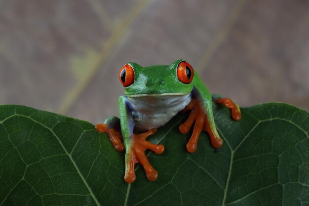 Redeyed tree frog Agalychnis callidryas closeup on branch Redeyed tree frog sitting on green leaves