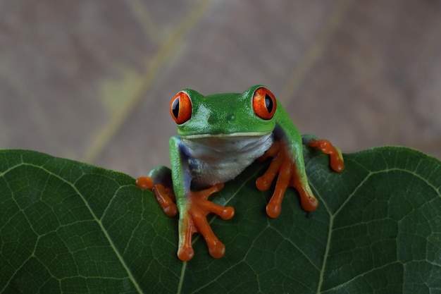 Красноватая древесная лягушка Agalychnis callidryas крупным планом на ветке Красноватая древесная лягушка сидит на зеленых листьях