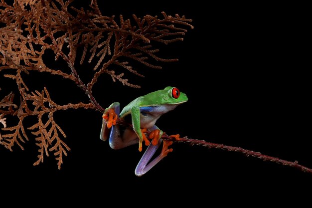 Redeyed tree frog Agalychnis callidryas closeup on branch