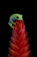 Бесплатное фото Красноволосая древесная лягушка agalychnis callidryas крупным планом на красном цветке