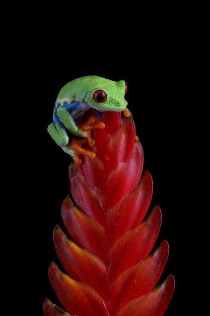 Redeyed raganella agalychnis callidryas closeup sul fiore rosso