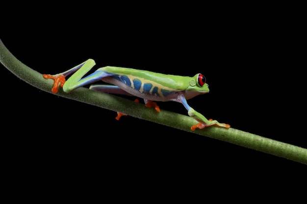 Redeyed tree frog closeup Agalychnis callidryas or red eyes closeup