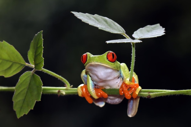 Redeyed tree frog closeup on green leaves Redeyed tree frog Agalychnis callidryas closeup on branch