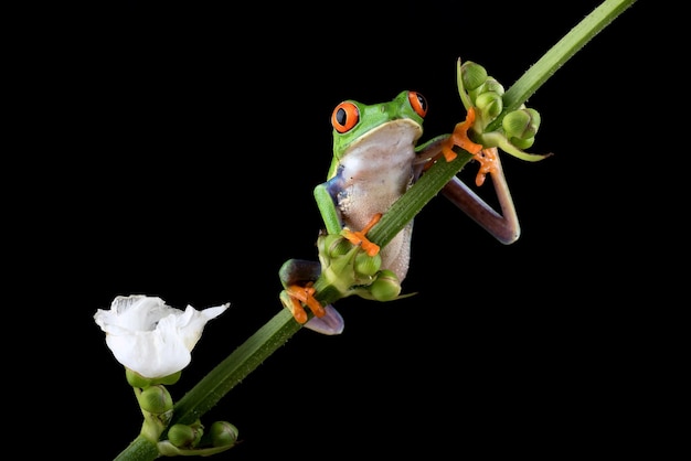 Free photo redeyed tree frog closeup on green leaves redeyed tree frog agalychnis callidryas closeup on branch