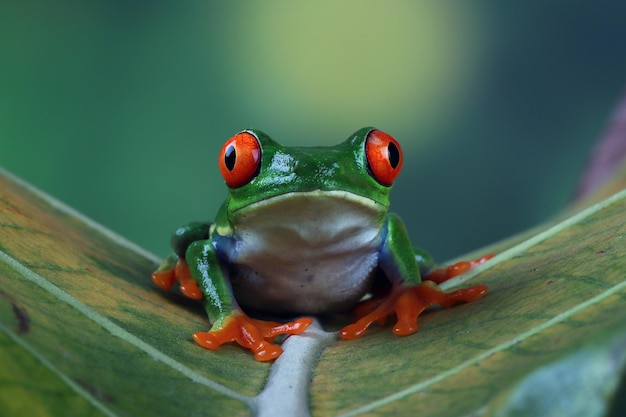 Redeyed tree frog closeup on green leaves Redeyed tree frog Agalychnis callidryas closeup on branch