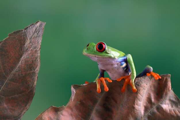 Redeyed tree frog closeup on green leaves Redeyed tree frog Agalychnis callidryas closeup on leaves