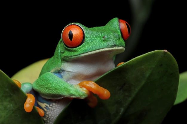 緑の葉のアカメアマガエルのクローズアップ