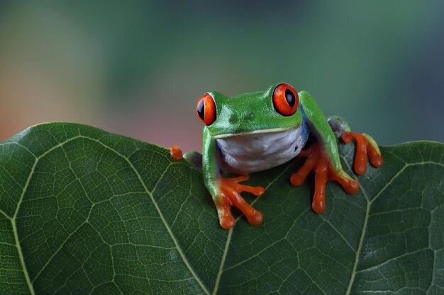 Крупный план древесной лягушки с красными глазами на зеленых листьях
