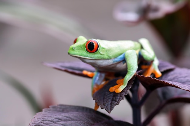 Redeyed tree frog closeup on leaves Redeyed tree frog Agalychnis callidryas closeup on branch