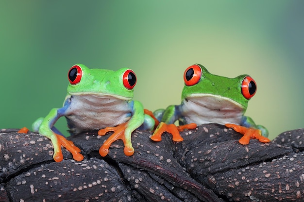 Foto gratuita raganella dagli occhi rossi primo piano sulle foglie rana dagli occhi rossi agalychnis callidryas primo piano sul ramo