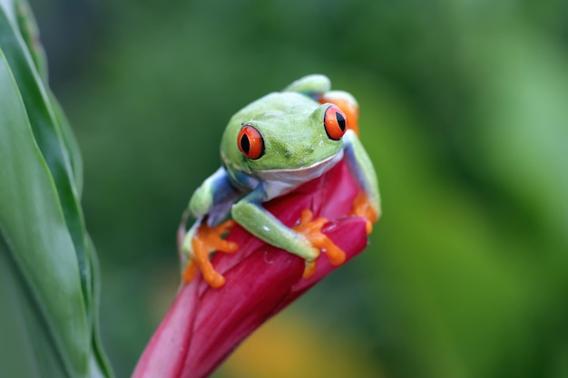 葉のアカメアマガエルのクローズアップ花のアカメアマガエルAgalychniscallidryasのクローズアップ