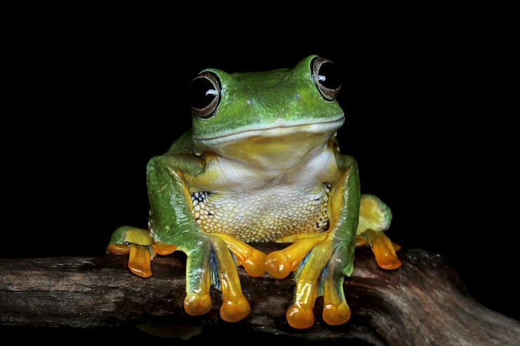 Free Photo redeyed tree frog closeup on leaves redeyed tree frog agalychnis callidryas closeup on flower