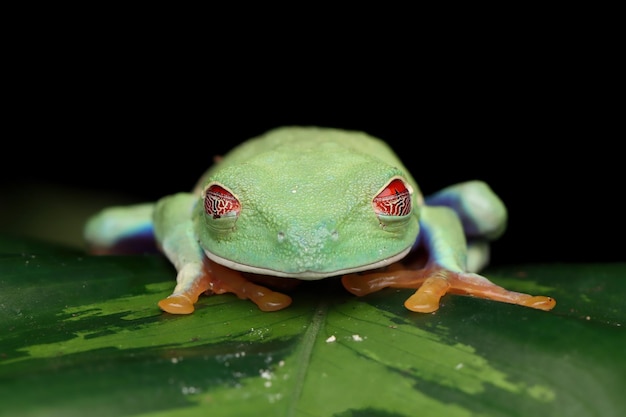 葉の上のアカメアマガエルのクローズアップ枝で眠っているアカメアマガエルAgalychniscallidryas