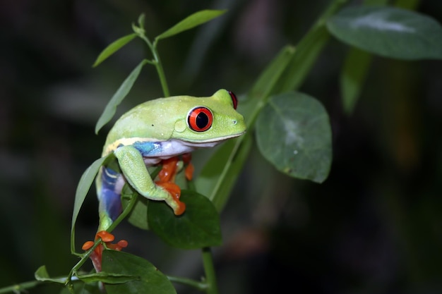 葉の上の贖われたアマガエルのクローズアップ