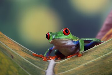 カエル 写真 1 000 高画質の無料ストックフォト