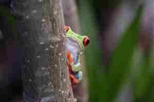 Free photo redeyed tree frog hiding on tree