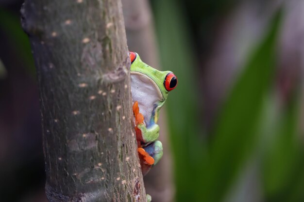 Redeyed tree frog hiding on tree