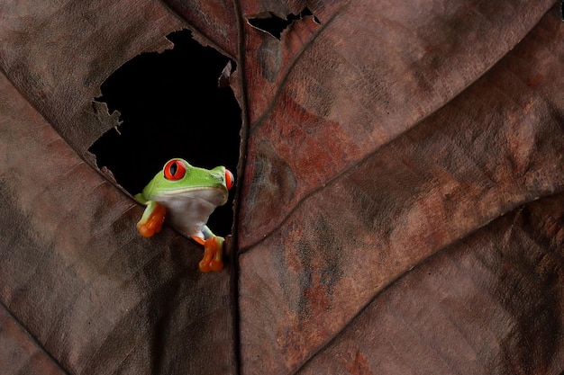 Redeyed tree frog sitting on dry leaves Redeyed tree frog Agalychnis callidryas closeup on branch