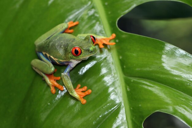 Redeyed tree frog sitting on green leaves Redeyed tree frog Agalychnis callidryas closeup on branch