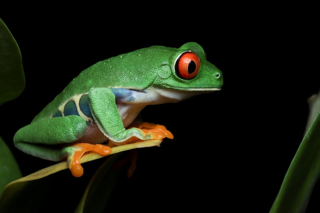 Красноглазая древесная лягушка сидит на зеленых листьях с черным фоном