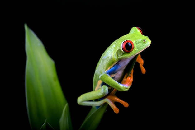 Redeyed tree frog sitting on green leaves