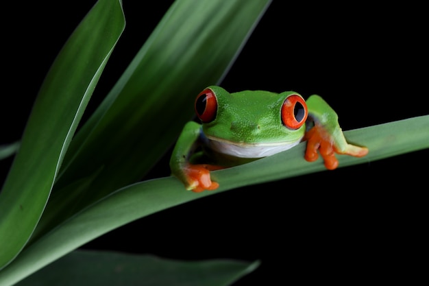 Free photo redeyed tree frog sitting on green leaves