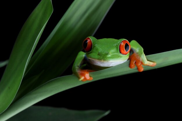 Краснолакая древесная лягушка сидит на зеленых листьях