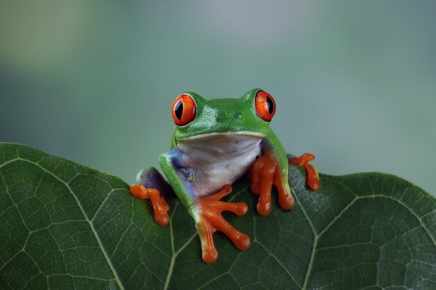 Redeyed tree frog sitting on green leaves