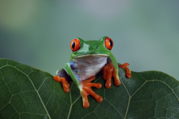 Краснолакая древесная лягушка сидит на зеленых листьях
