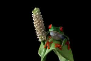 Free photo redeyed tree frog sitting on green leaves