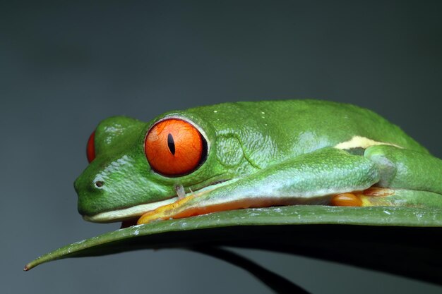 緑の葉の上に座っている贖われたアマガエル