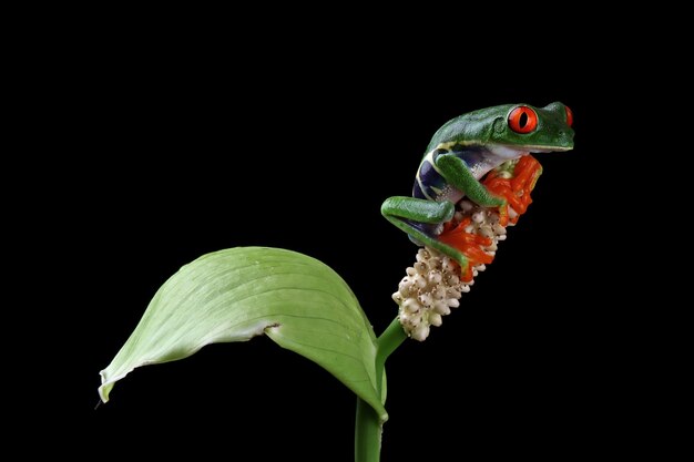 植物の上に座っている贖われたアマガエル