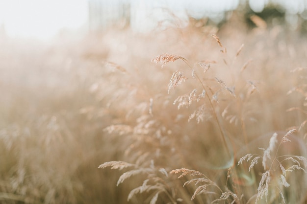 Reed stalks in a rural England