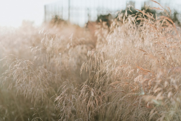 Reed stalks in a rural England