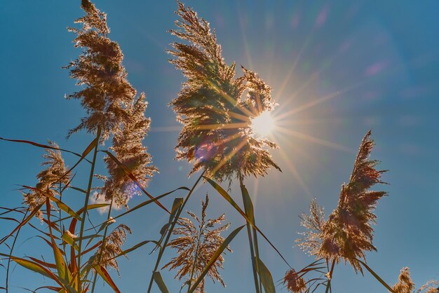 Reeds on bright sunny day in a yellow reed field The sun shines through the reeds into the frame shining rays of light focus on the reeds in the center of the frame idea for background or interior