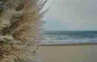 Free photo reeds close-up on the background of the winter sea, natural natural background, selective focus on the autumn reeds. coastal line in winter on the black sea