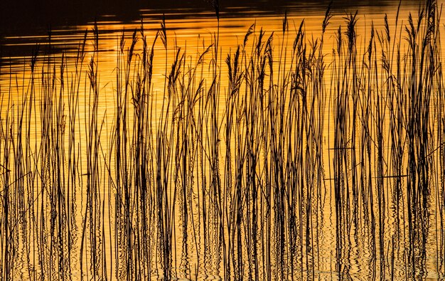 Reeds and grass reflecting in water during sunset