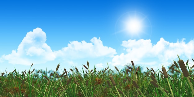 Reeds with clouds and sun