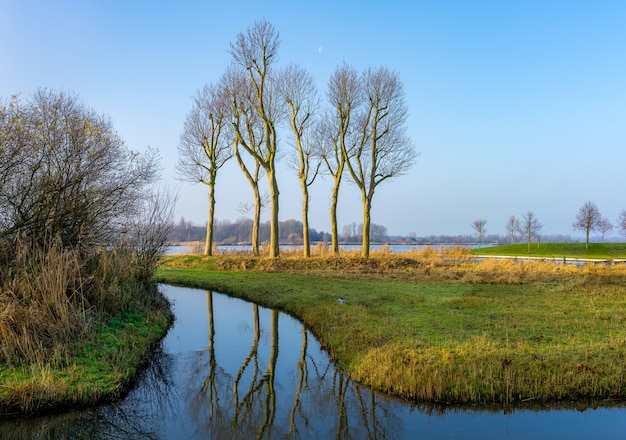 Отражение 6 деревьев возле польдера возле Утрехта (Нидерланды) в ландшафтном режиме