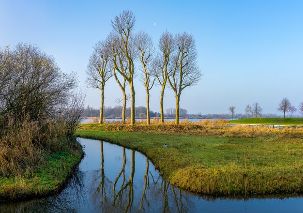 Reflection of 6 trees near in the polder near Utrecht (NL) in landscape mode