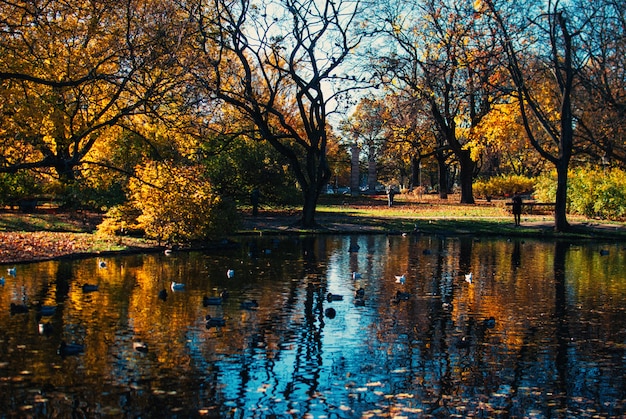 Отражение красивых деревьев и голубого неба в озере