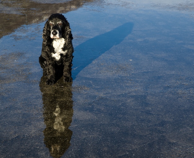 アスファルトの水の中の黒と白の犬の反射