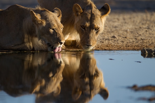 Reflection of the lionesses drinking water from a small pond