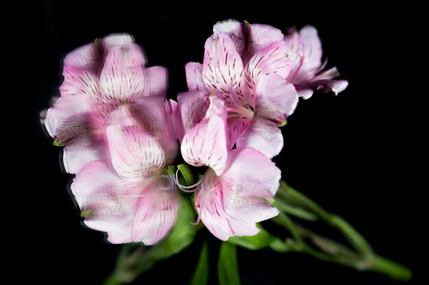 Reflection of purple lily flower over black backdrop