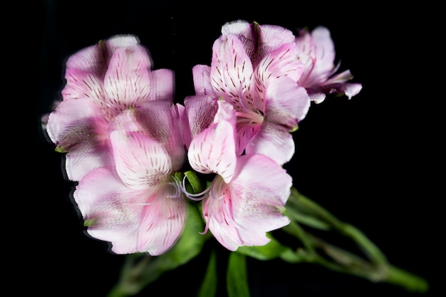 Reflection of purple lily flower over black backdrop