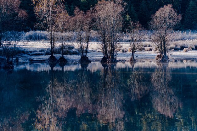 Reflection of the trees in the lake during daytime