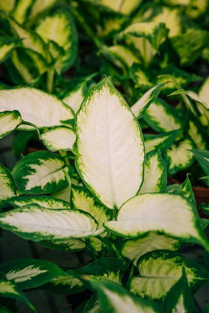 Refreshing nature leaves garden